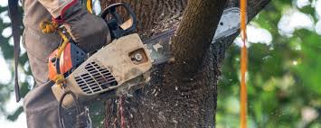 Trusted Suny Oswego, NY Tree Care Experts