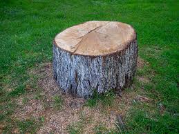 How Our Tree Care Process Works  in  Suny Oswego, NY