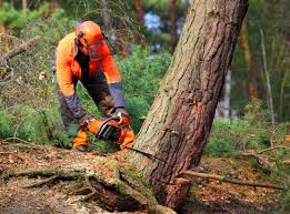 Best Aeration Services  in Su Oswego, NY