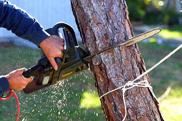 Best Tree Disease Treatment  in Su Oswego, NY