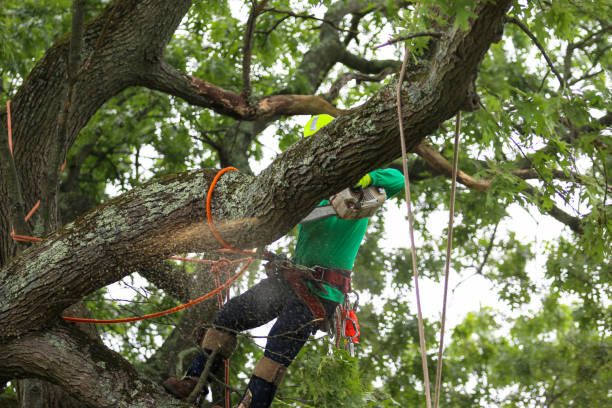 Best Tree Health Inspection  in Su Oswego, NY