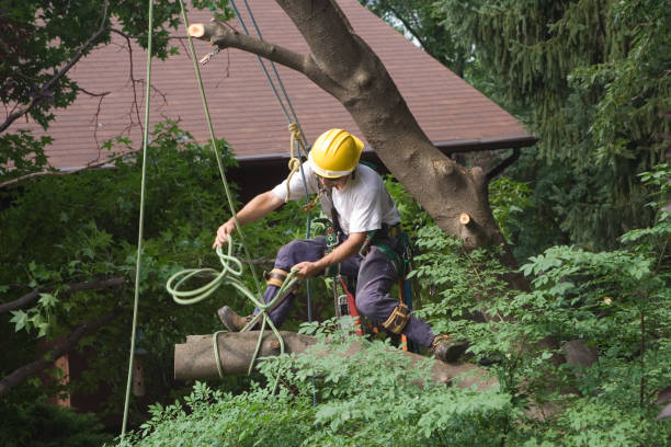 Best Commercial Tree Services  in Su Oswego, NY