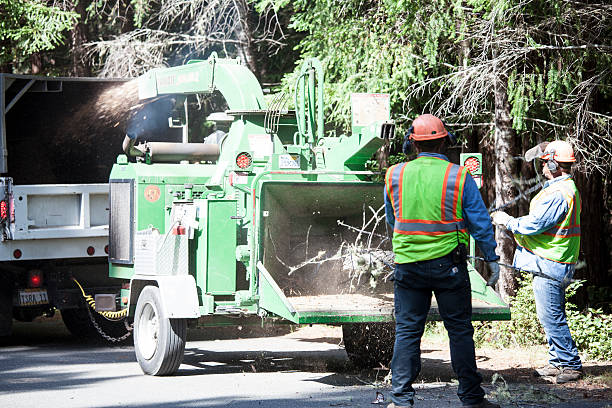  Su Oswego, NY Tree Care Pros