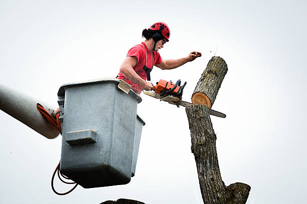 Best Tree Risk Assessment  in Su Oswego, NY