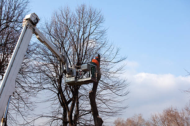 Best Tree Cabling and Bracing  in Su Oswego, NY