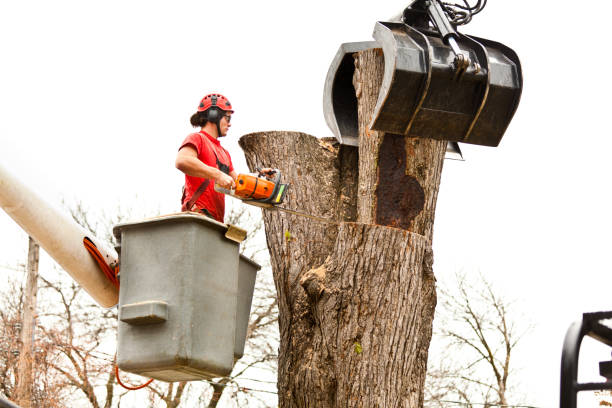 Best Utility Line Clearance  in Su Oswego, NY